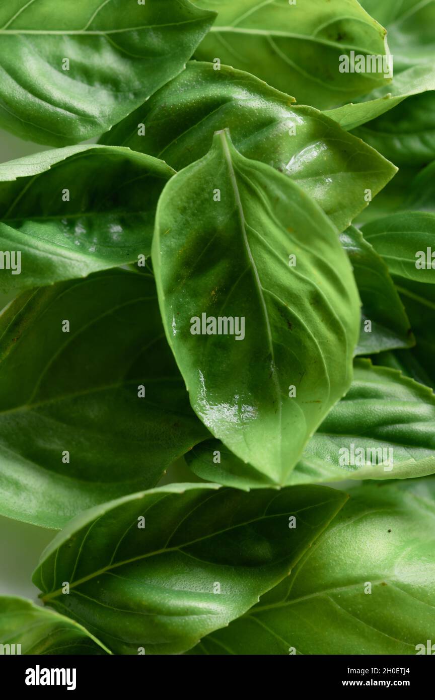 Pile of Green Basil Leaves Stock Photo