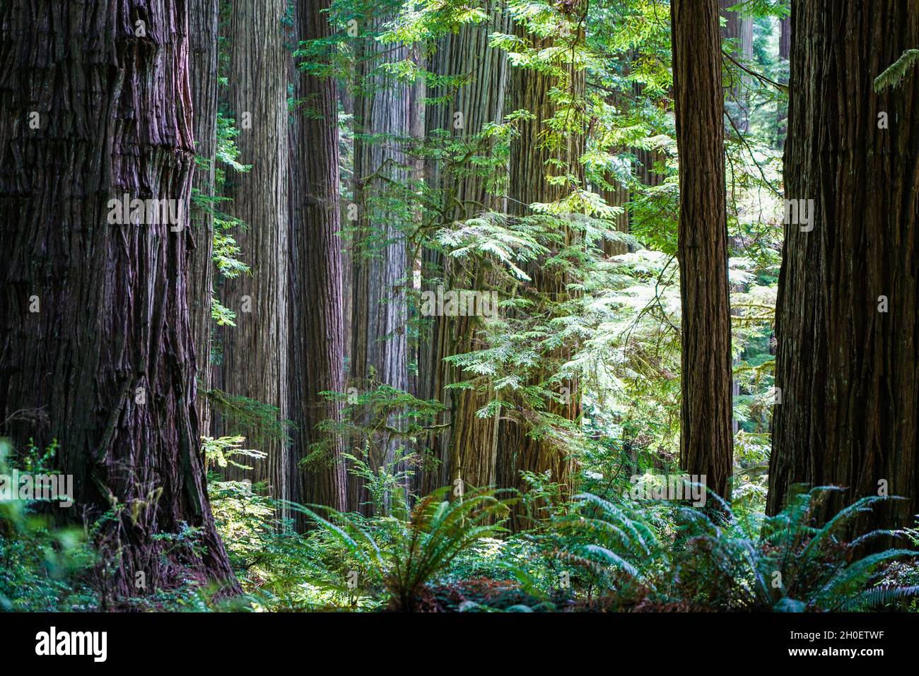 Norcal Forests Redwood forest in northern california hi-res stock photography and ...