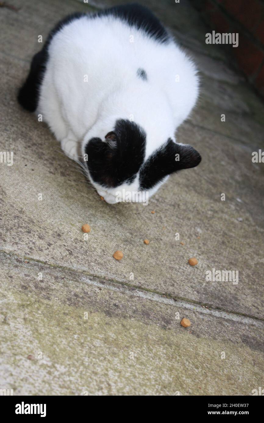 Cat eating treats. Stock Photo