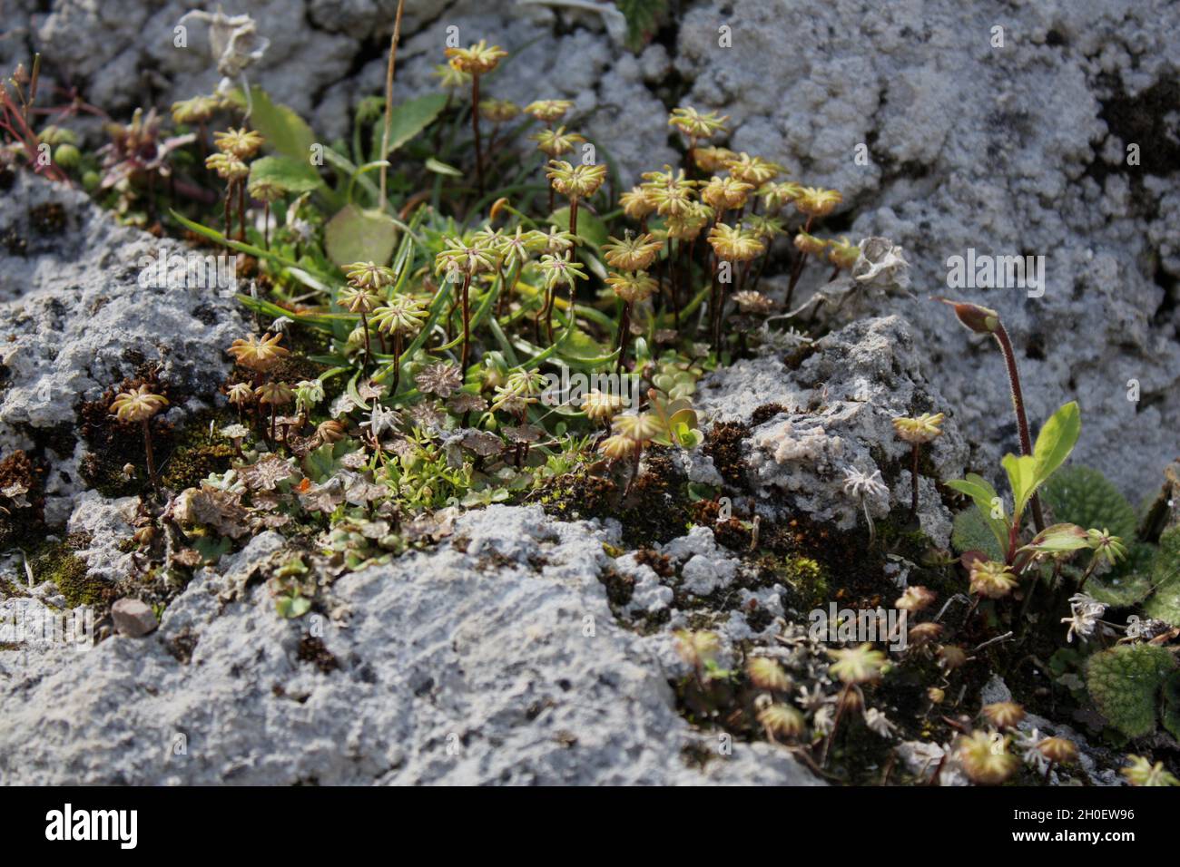 Small plant specimens grow from a rock in Royal Botanic Garden Edinburgh. Stock Photo