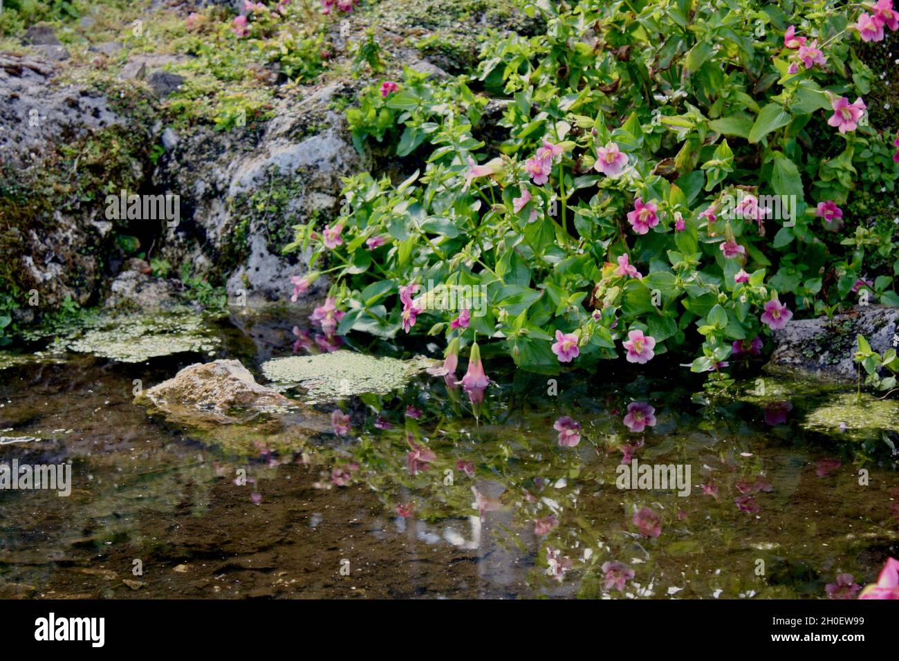 Pink flowers lean over a pond with a reflection in the clear water. Stock Photo