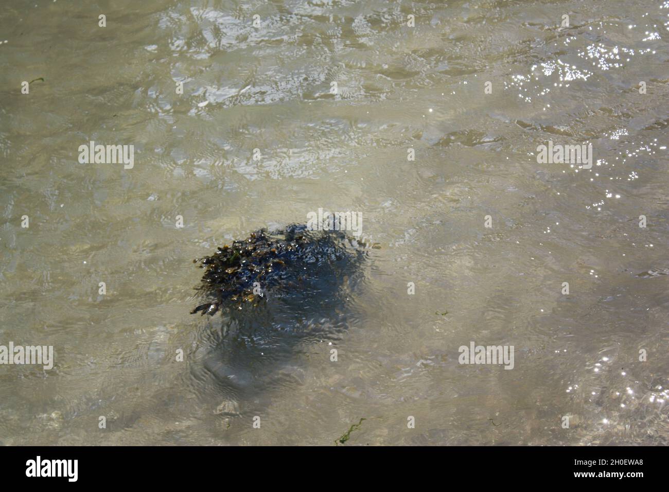 A clump of seaweed floats off the cost of Scotland. Stock Photo