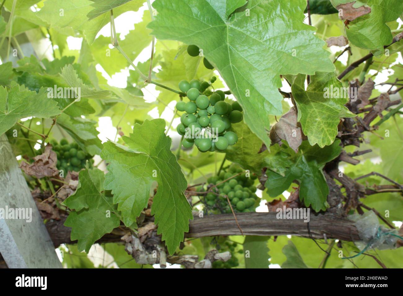 Home grown grapes in greenhouse. Stock Photo