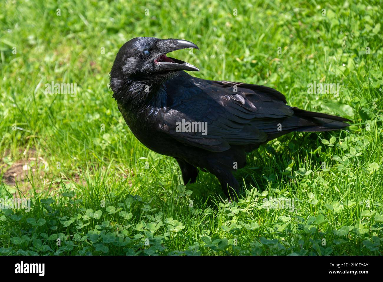 Photo of a common raven or in latin corvus corax  from the side sitting in the grass cawing. Stock Photo