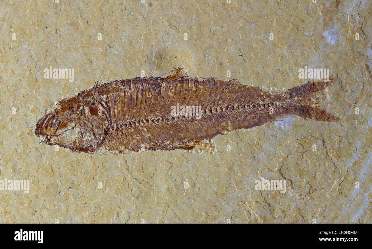 Knightia fossil - a herring type fish from the eocene period 50 million years ago found in Wyoming USA. Specimen length 65mm Stock Photo