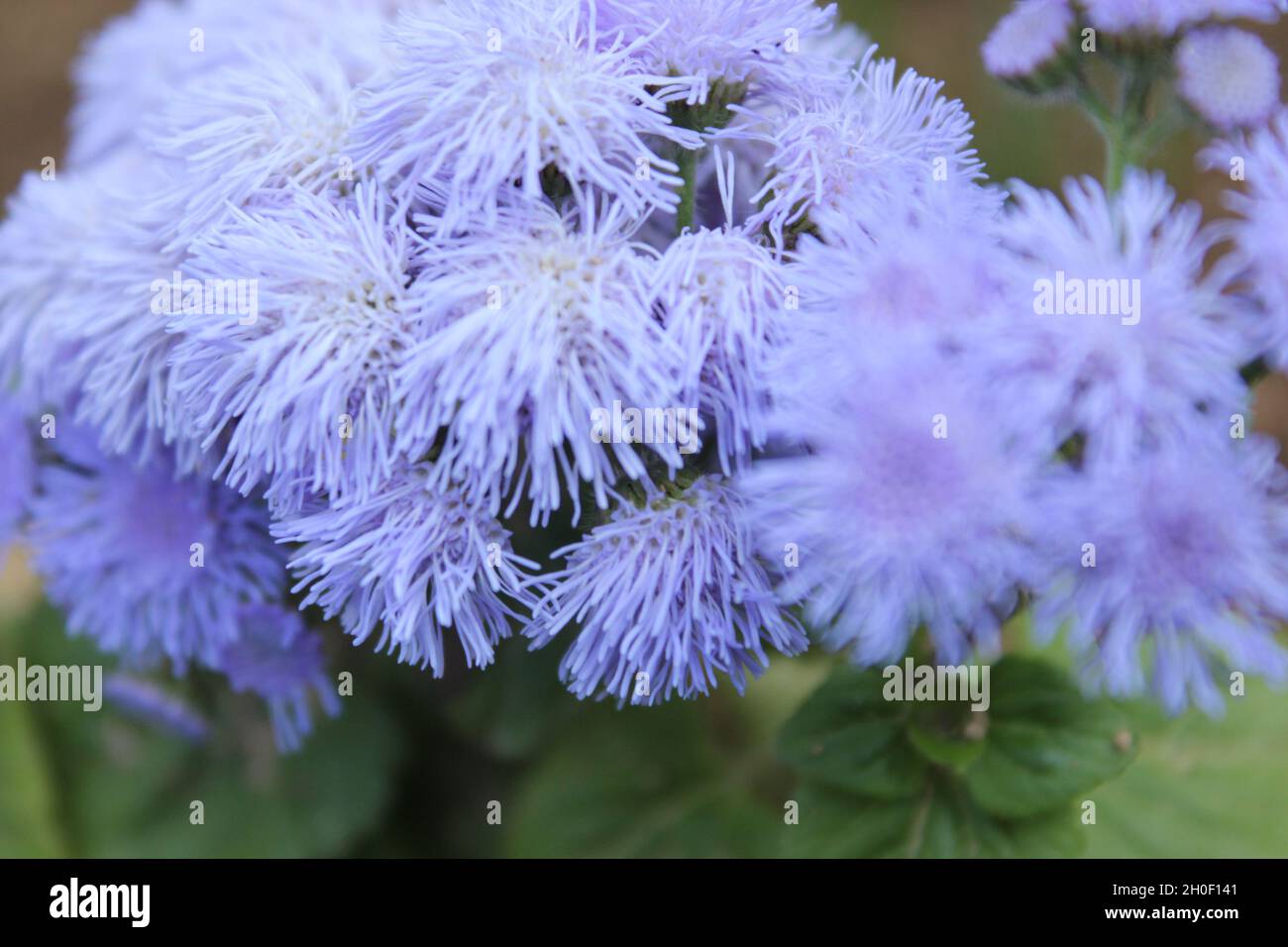 Flowering plant flower Plant fragility vulnerability beauty in Nature Freshness Growth close-up petal inflorescence flower head Nature purple focus on Stock Photo
