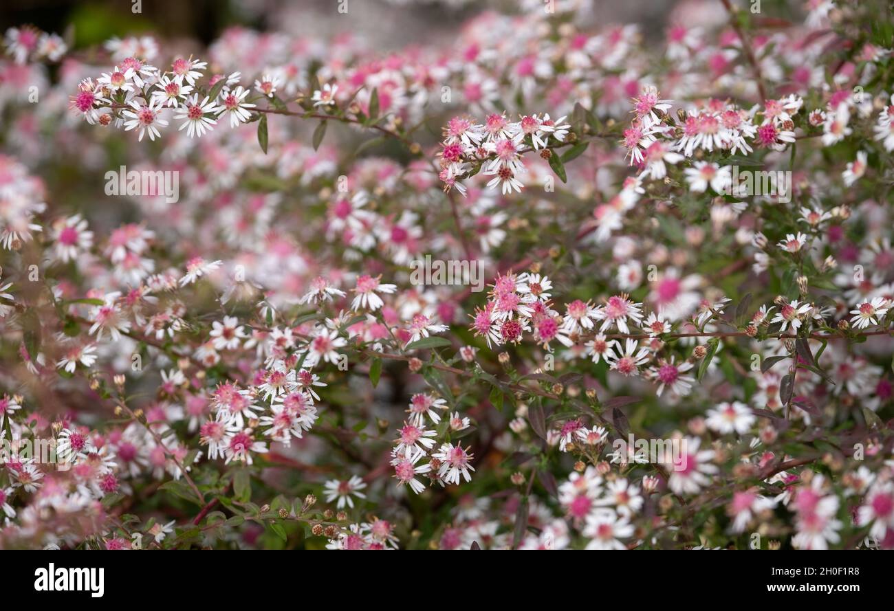 Symphyotrichum lateriflorum by the name Lady in Black, an autumn flowering aster plant. Photographed in the RHS Wisley garden, Surrey UK. Stock Photo