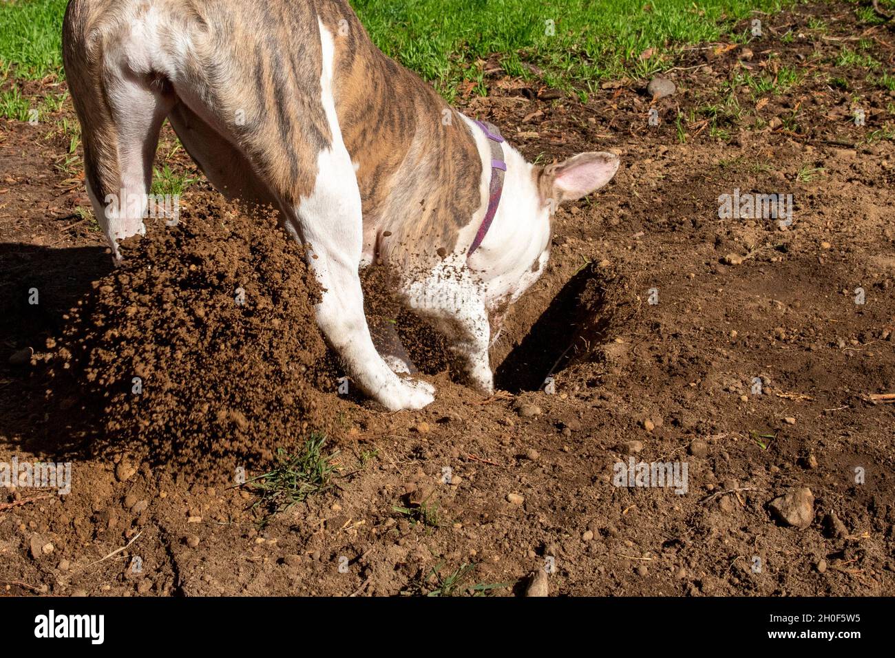 Dog Digging A Hole Stock Photo Alamy