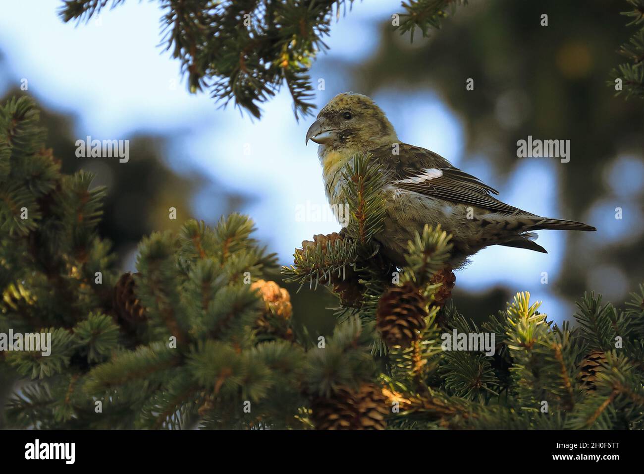White-winged Crossbill Stock Photo