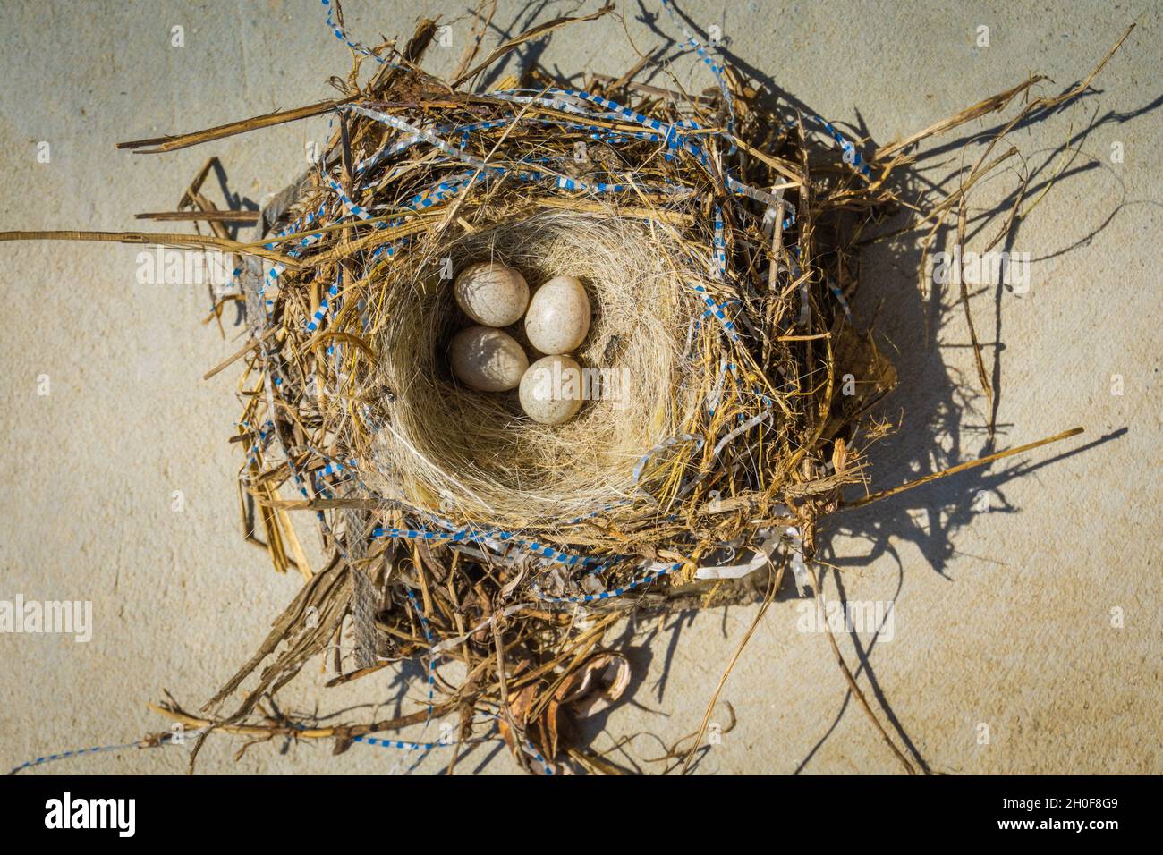 Four small bird eggs in the nest, close up background Stock Photo - Alamy