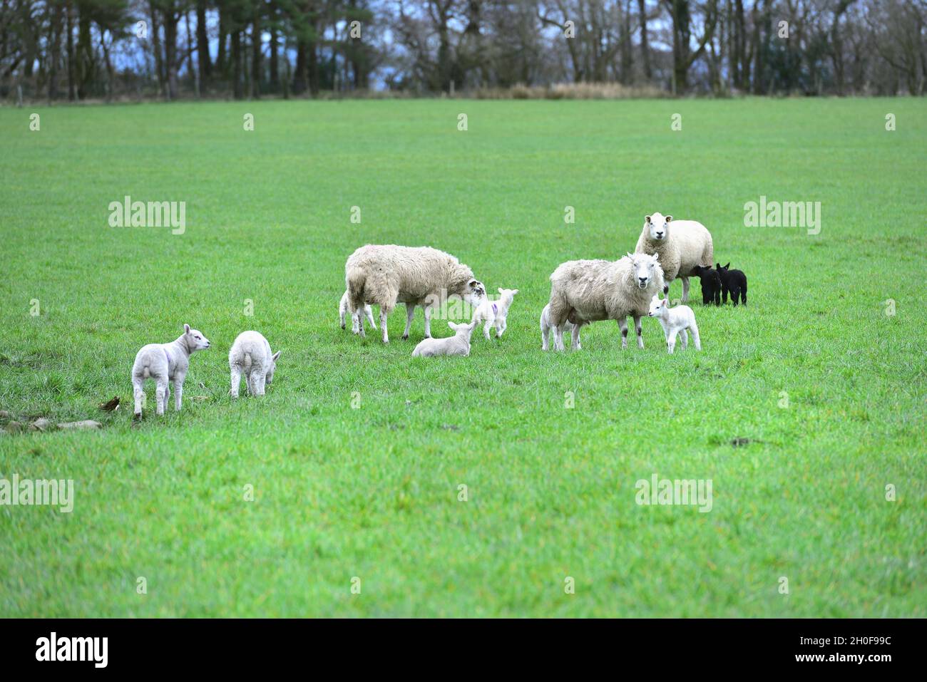 New born twin lambs and their moms Stock Photo