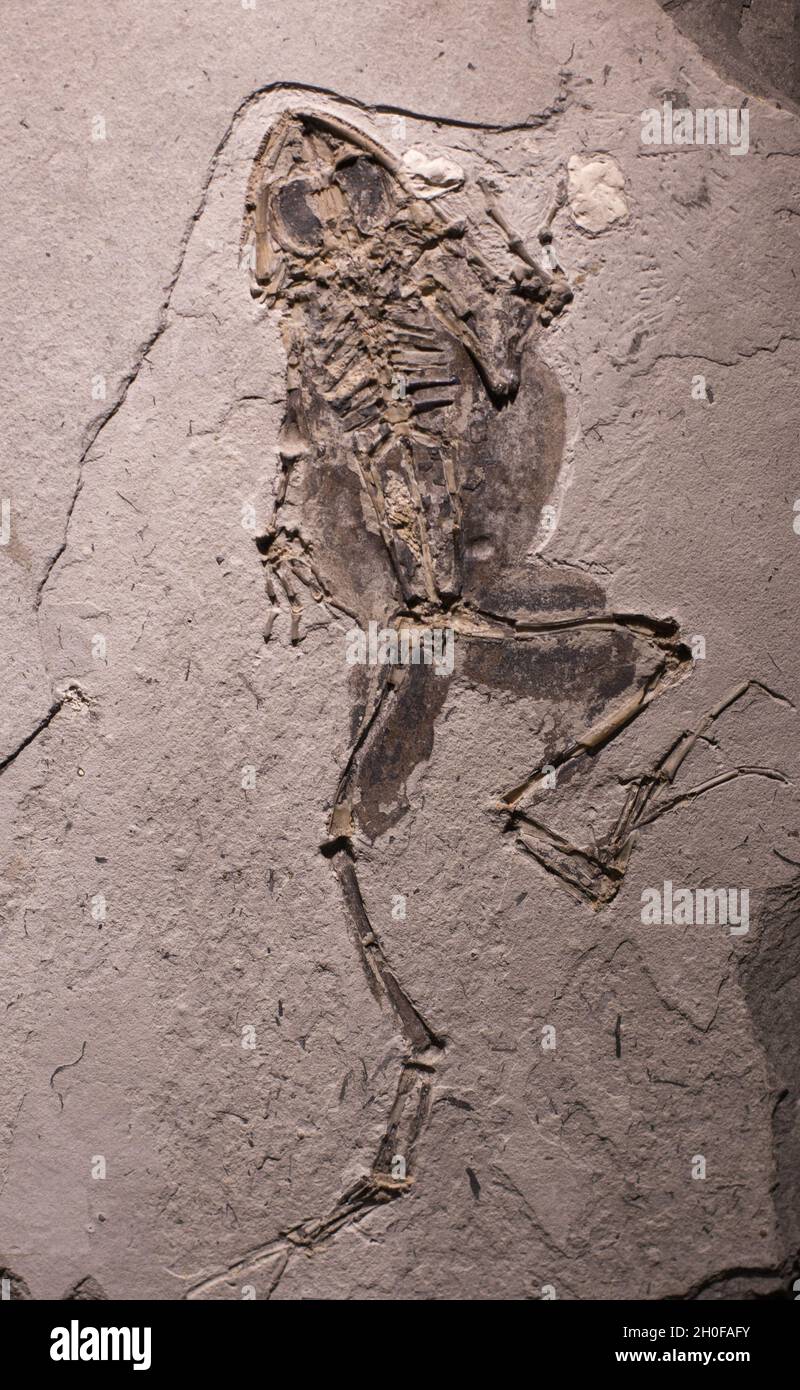 Close up of prehistoric extinct animals in stone. Fossils of extinct amphibian Stock Photo