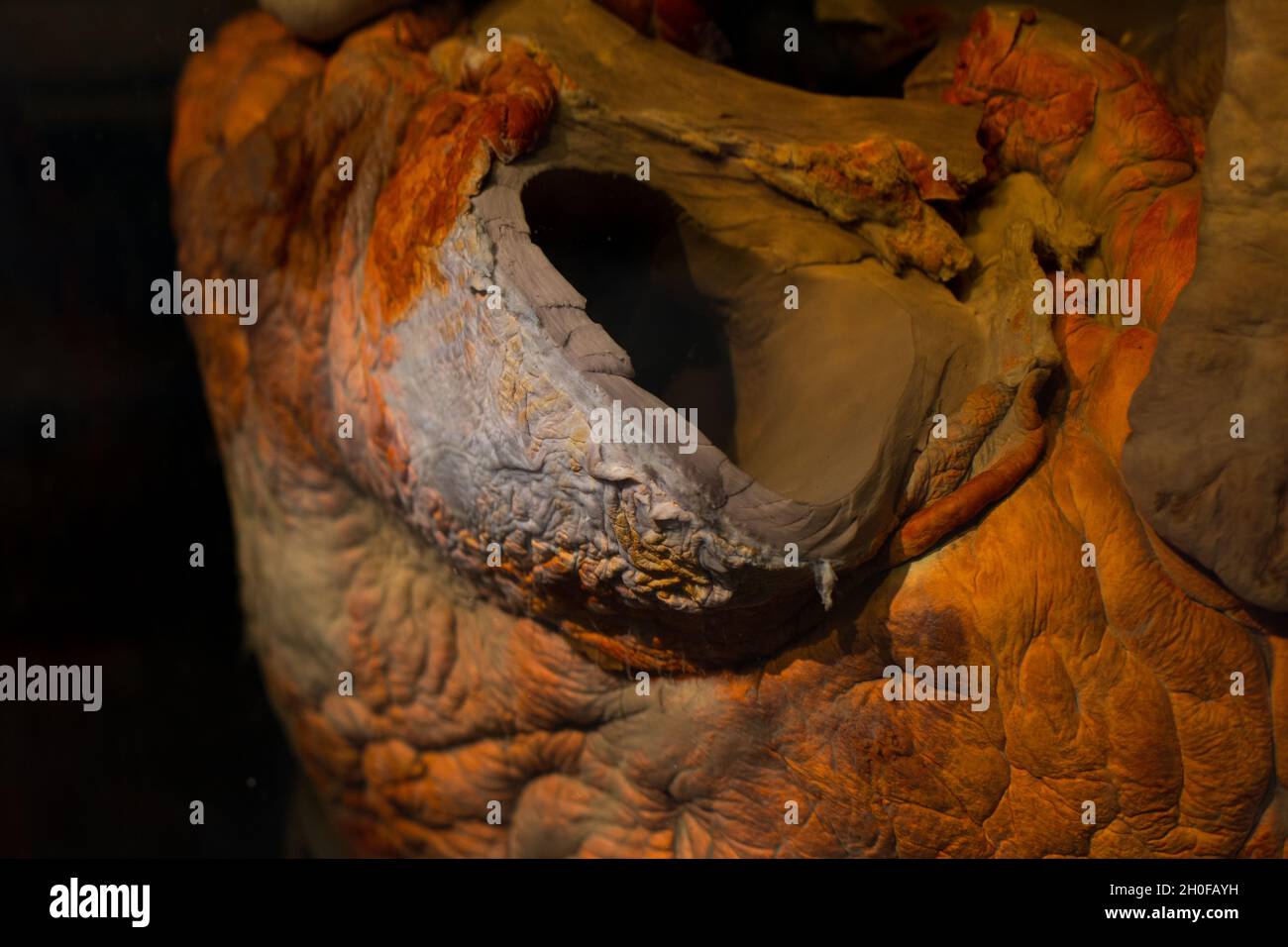 Close up of heart organ from whale in formaldehyde Stock Photo