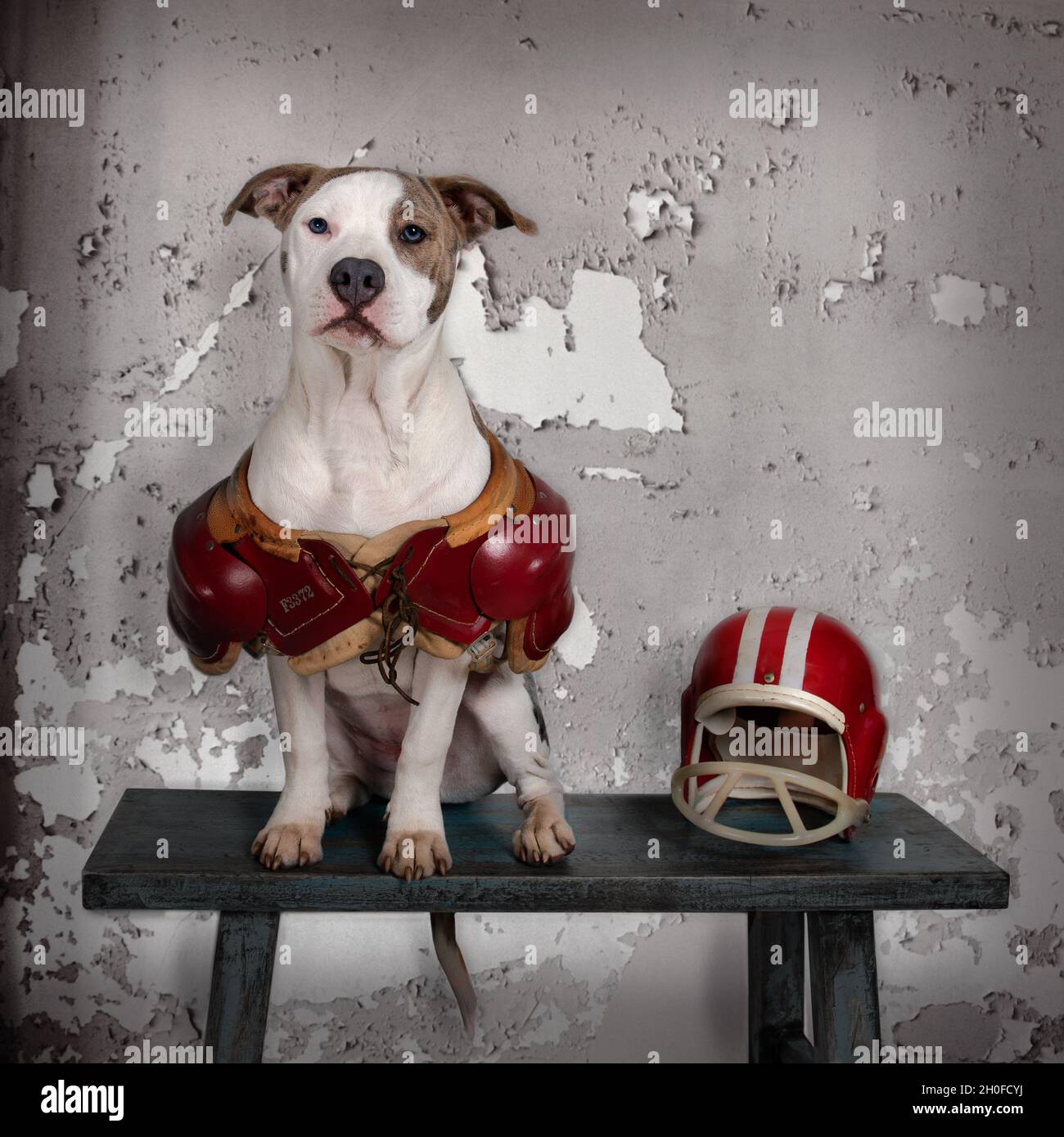 Muffin the Dog in Vintage Shoulder Pads, sitting on Locker Room Bench Next  to Football Helmet Stock Photo - Alamy