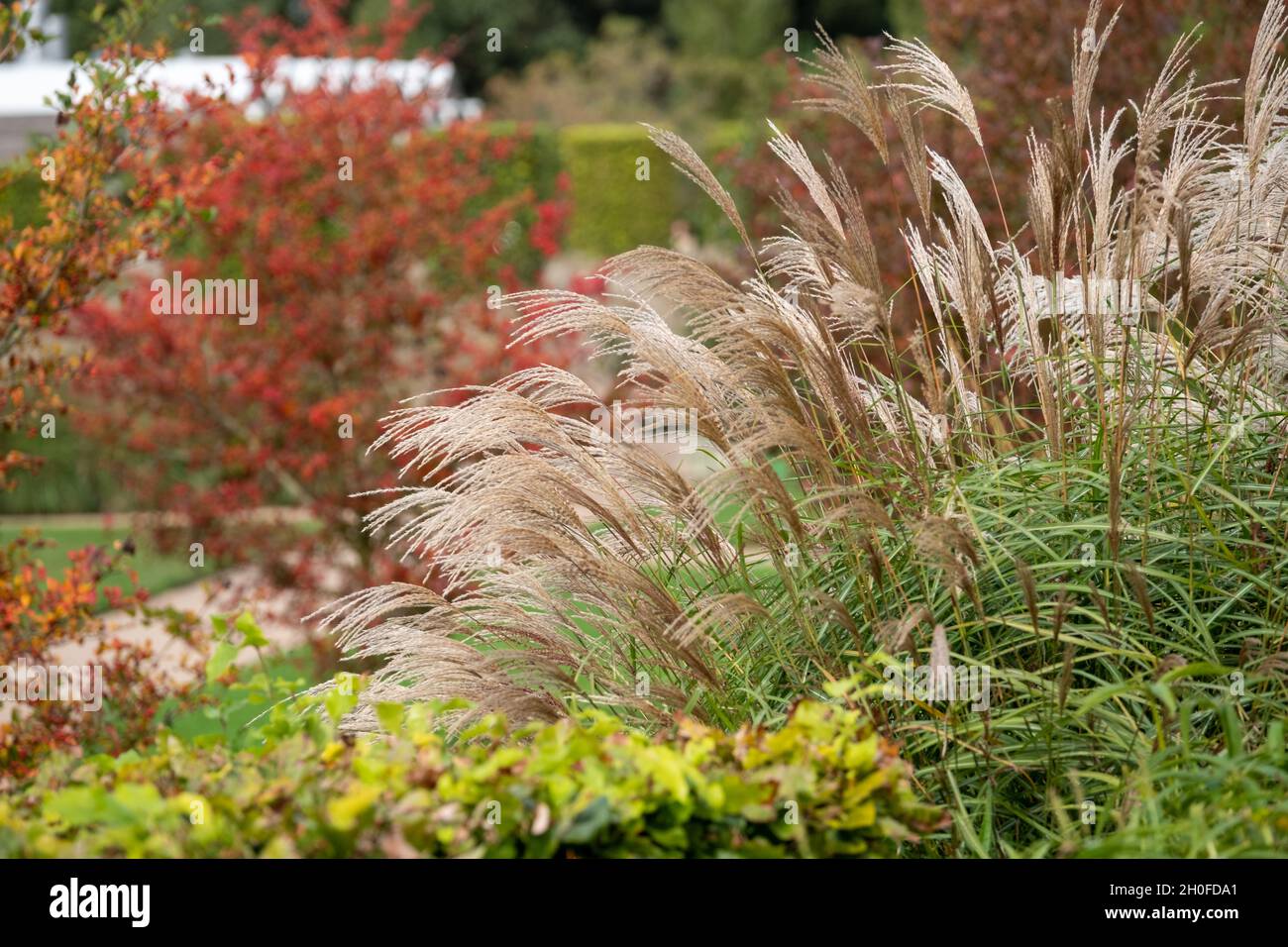 Variety of ornamental grasses, photographed at the RHS Wisley garden