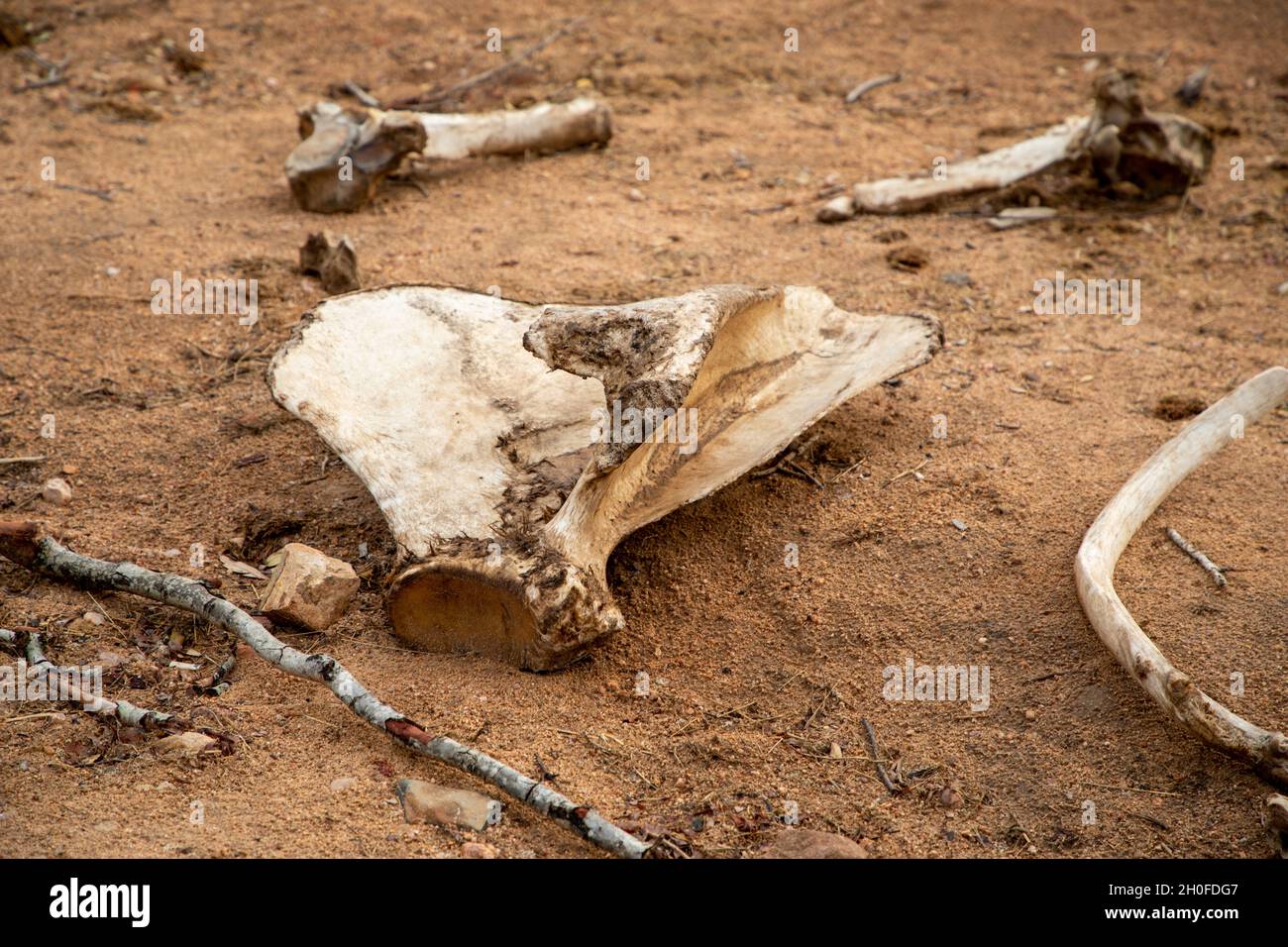 Large animal bones scattered in the African bush. Stock Photo
