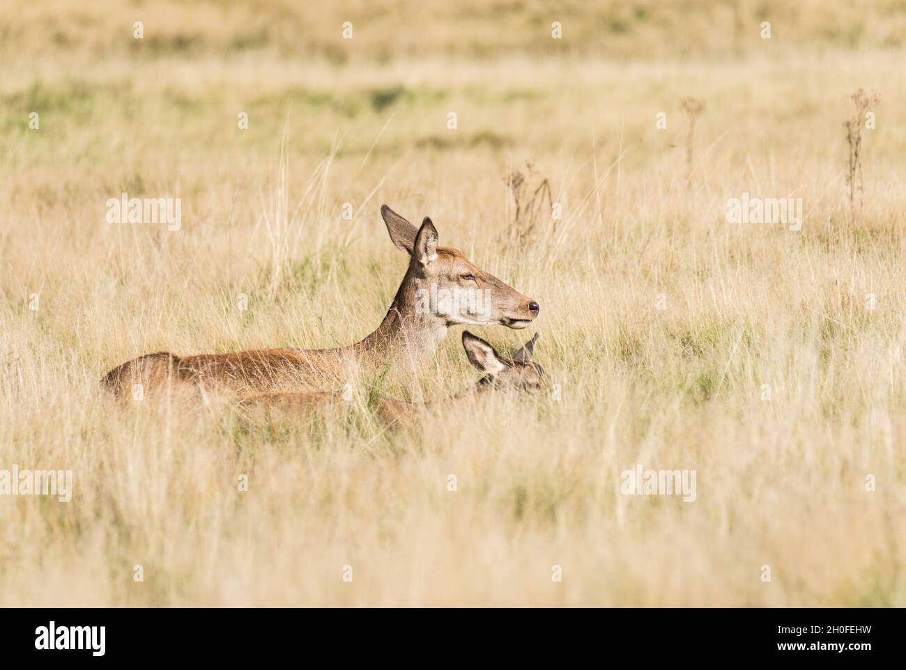 Female Red Deer (Anas crecca) laying down Stock Photo