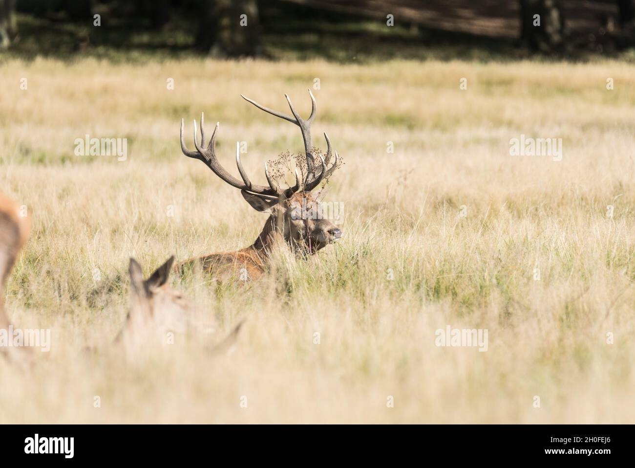 Red Deer (Anas crecca) stag guarding his females Stock Photo