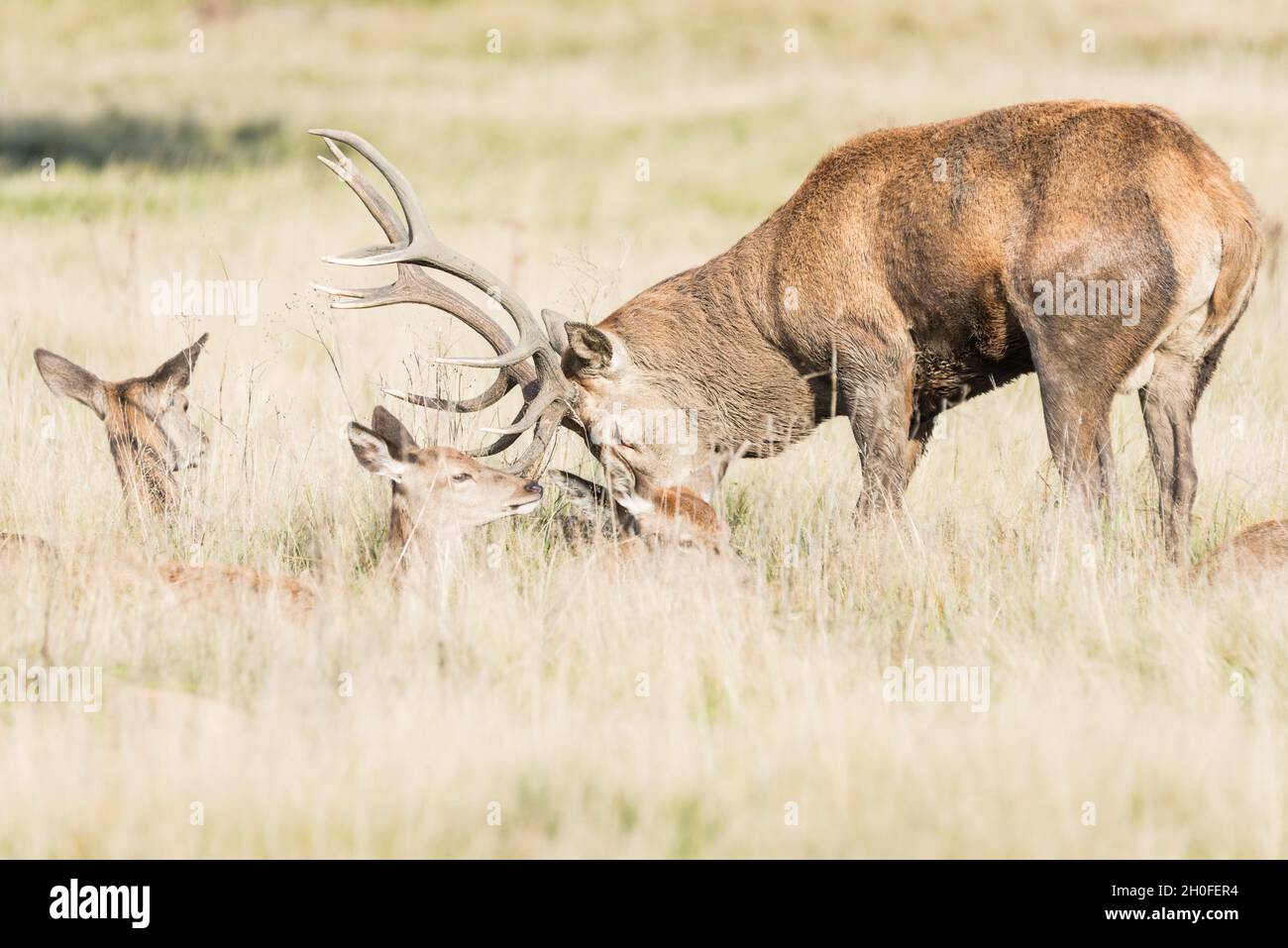 Red Deer (Anas crecca) stag guarding his females Stock Photo
