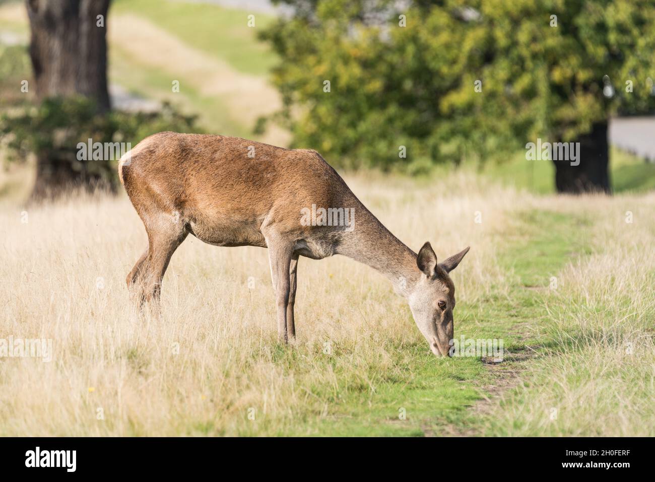 Female Red Deer (Anas crecca) Stock Photo