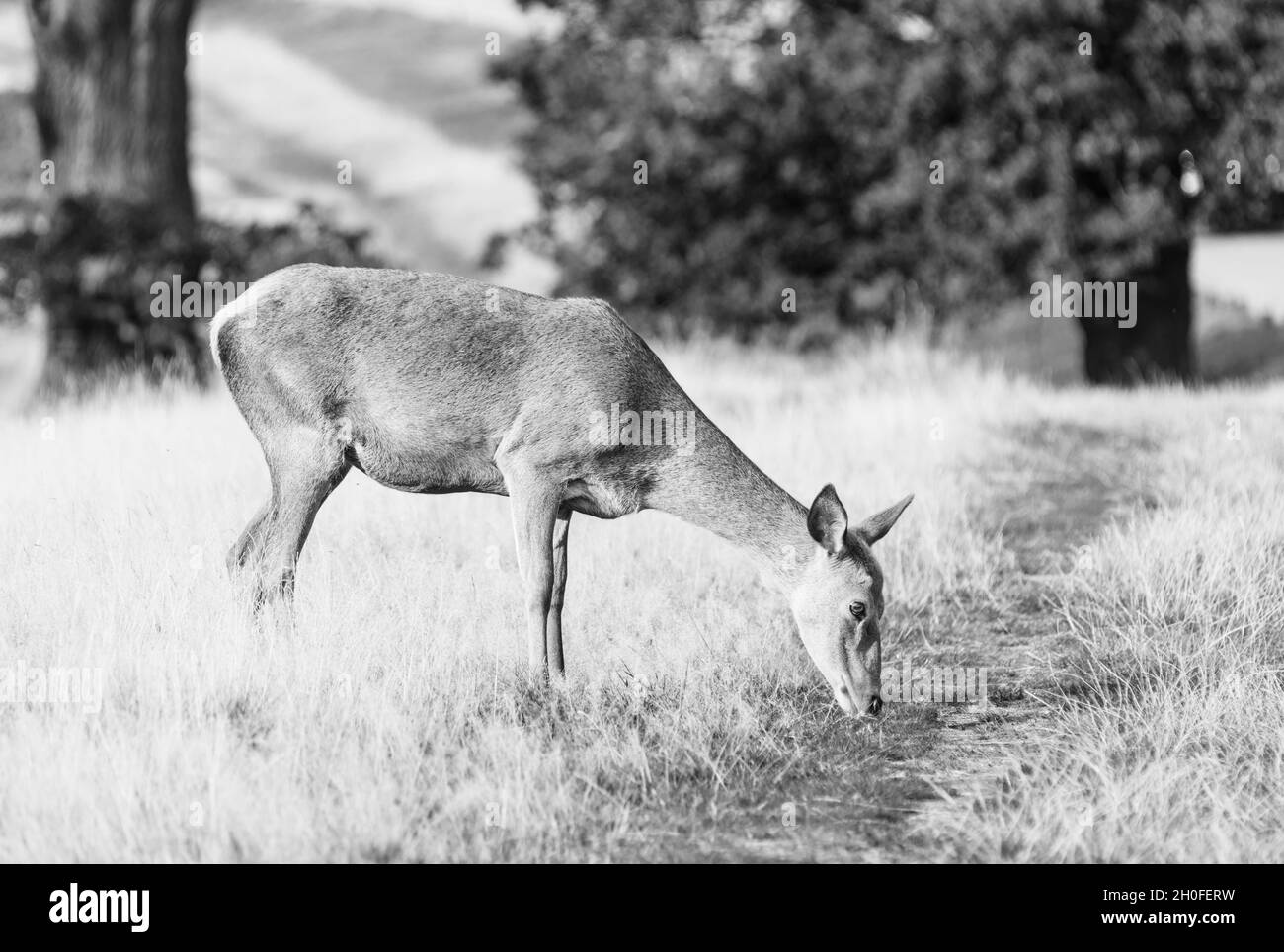 Female Red Deer (Anas crecca) Stock Photo