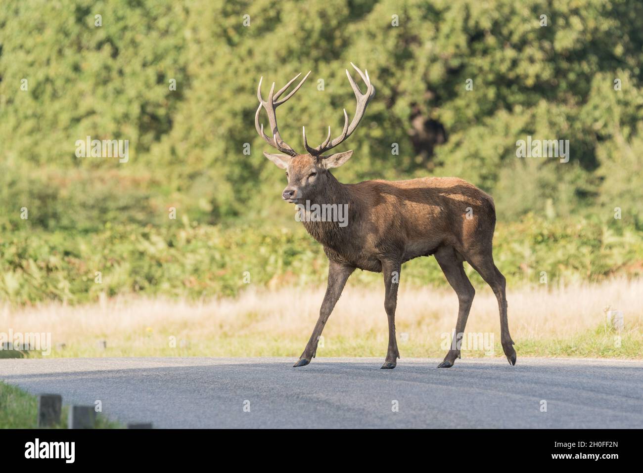 Red Deer (Anas crecca) stag crossing a road Stock Photo