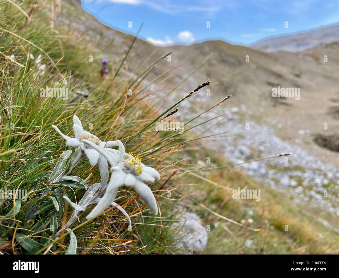 Edelweiss in the Swiss Alps, Lower Engadine, Grisons. Stock Photo