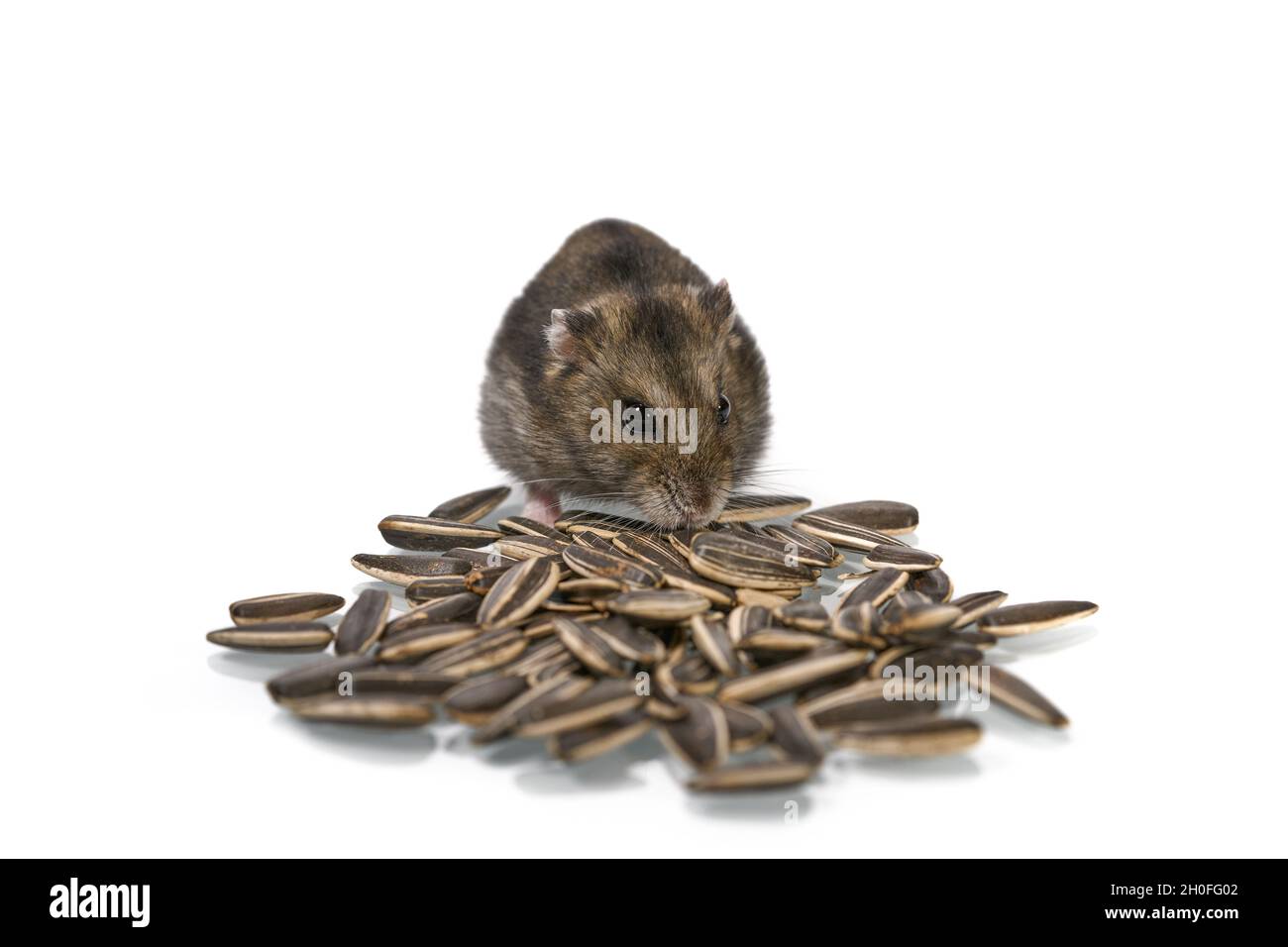 Cute dwarf hamster eating sunflower seed isolated on the white