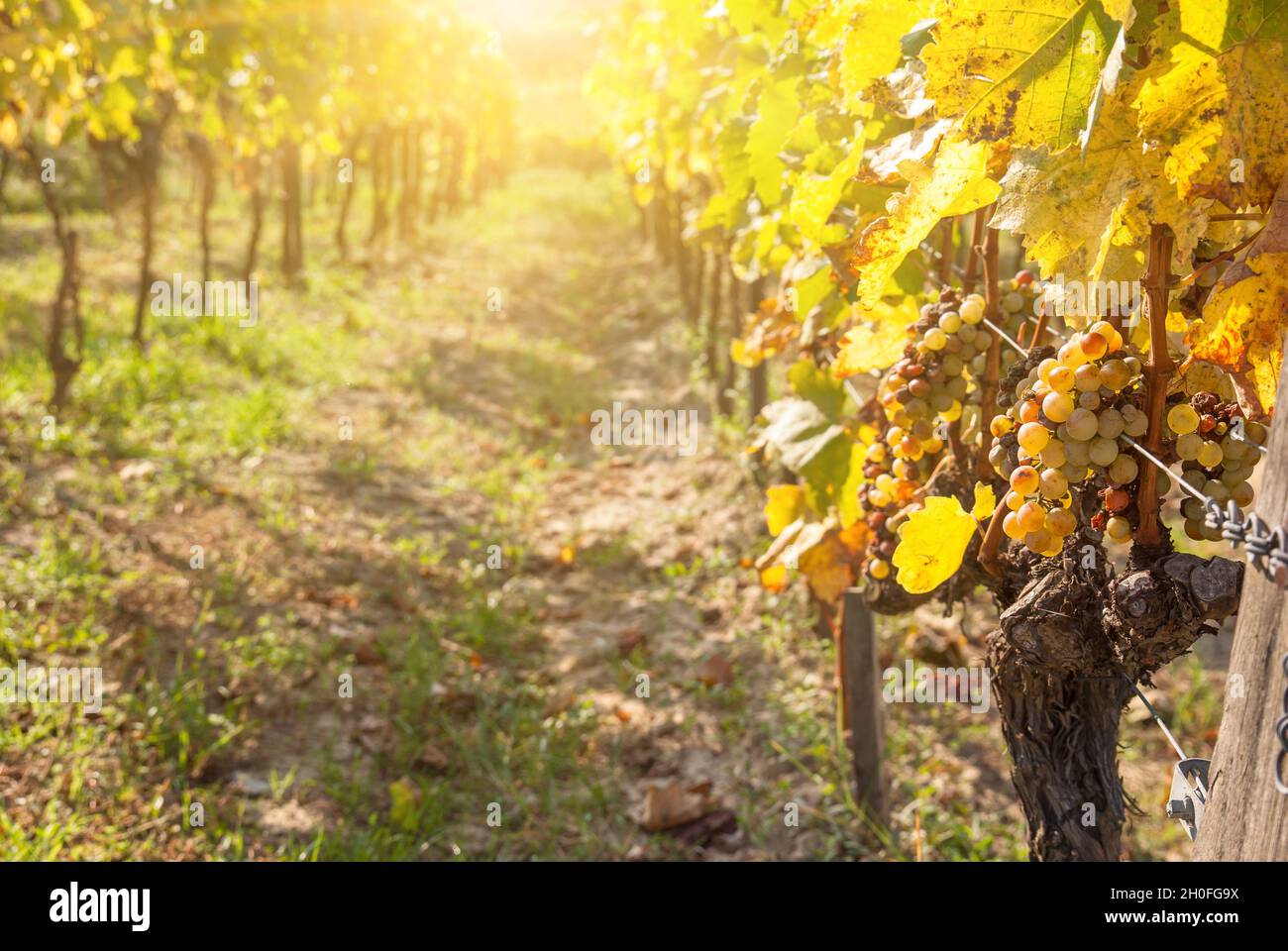 Noble rot of a wine grape, botrytised grapes in sunshine Stock Photo