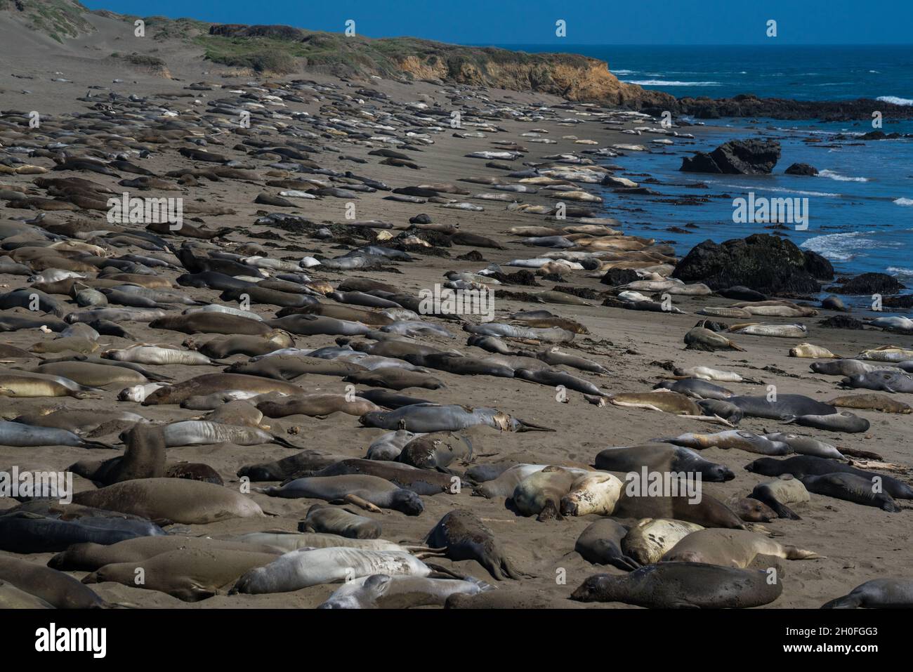 Elephant seals in San Simeon, California Stock Photo - Alamy