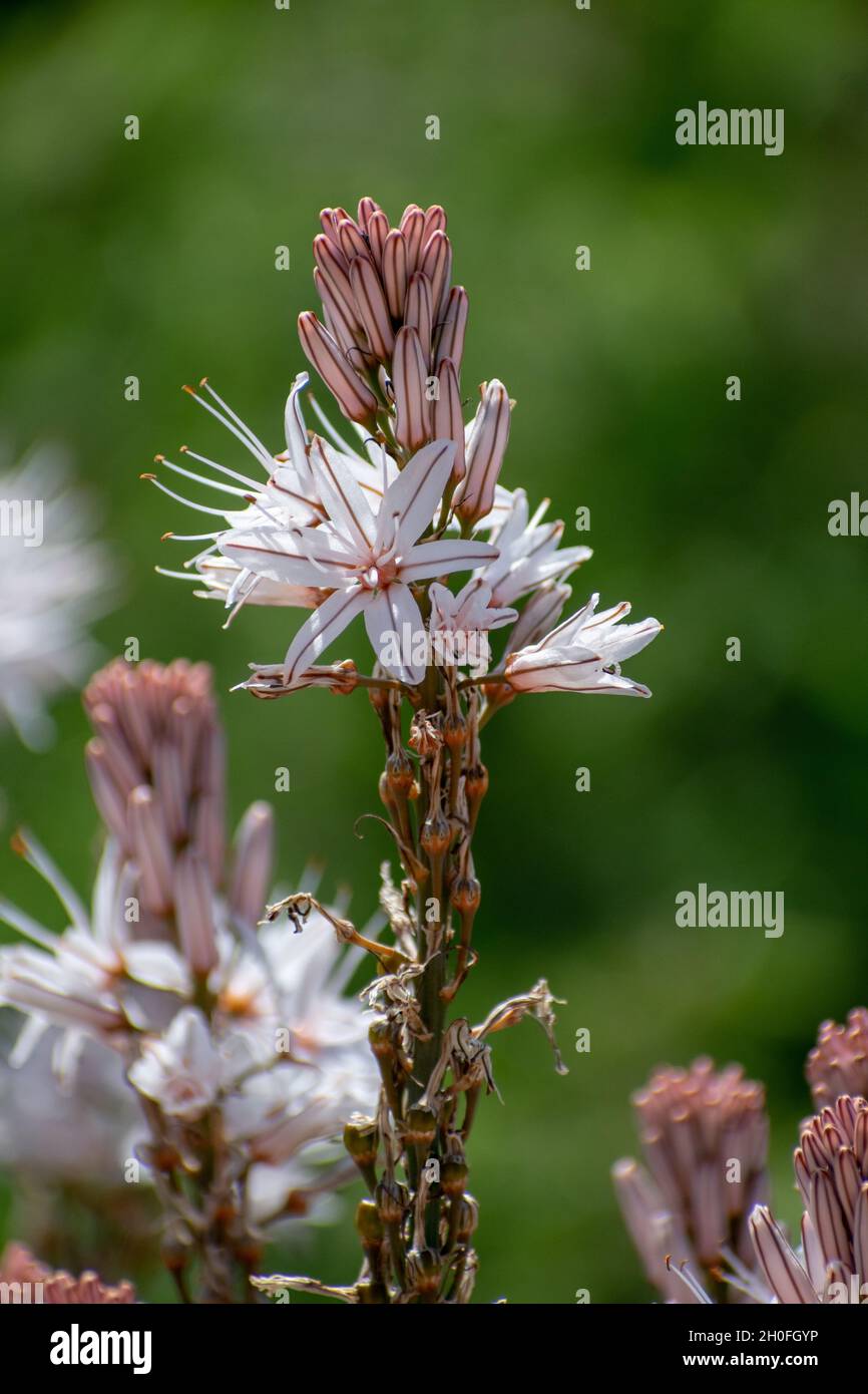 Close-up shot of Branched Asphodel (Asphodelus ramosus) Stock Photo