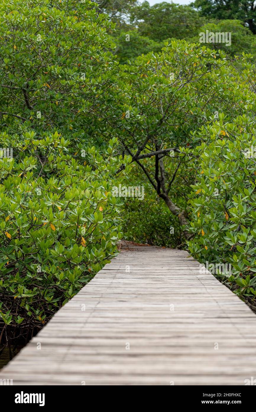 A wooden boardwalk built over the mangrove area,Bocas del Toro island, Panama, Central America Stock Photo