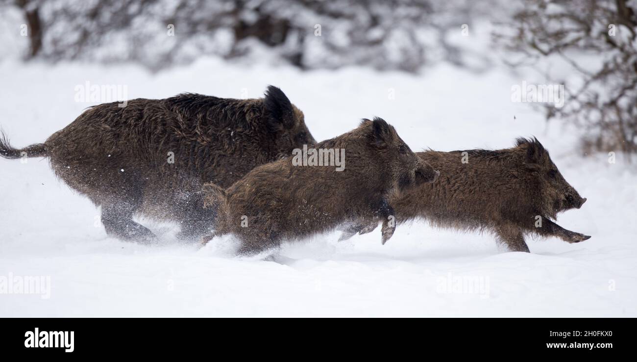 Three wild boars running on snow in forest. Wildlife in natural habitat ...