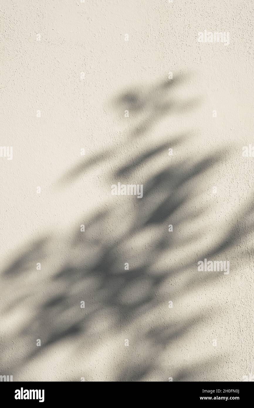 Leaves natural shadow bokeh overlay on white texture background, for product presentation, backdrop and mockup, summer seasonal concept, minimal trend style. Stock Photo