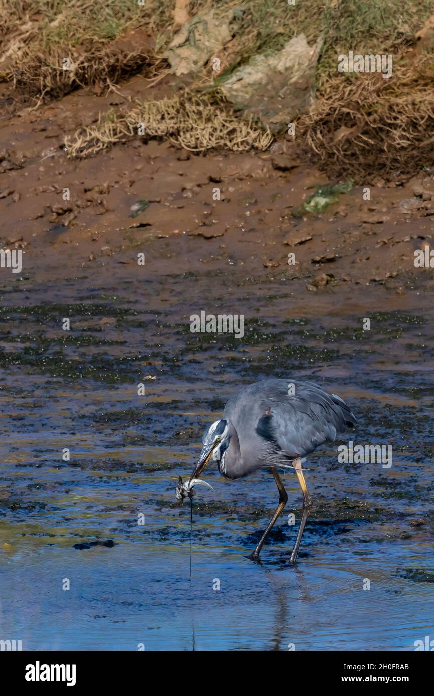 Great Blue Heron, Ardea herodiasm, feeding on a fish it caught in a low tide channel in Billy Frank Jr. Nisqually National Wildlife Refuge, Washington Stock Photo