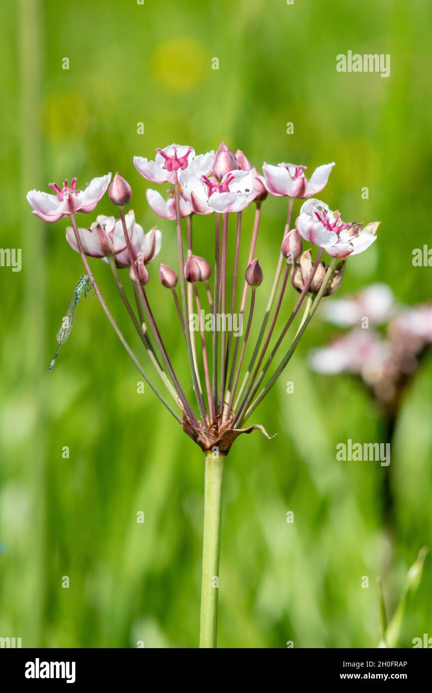 Close up of grass rush (butomus umbellatus) flowers in bloom Stock Photo