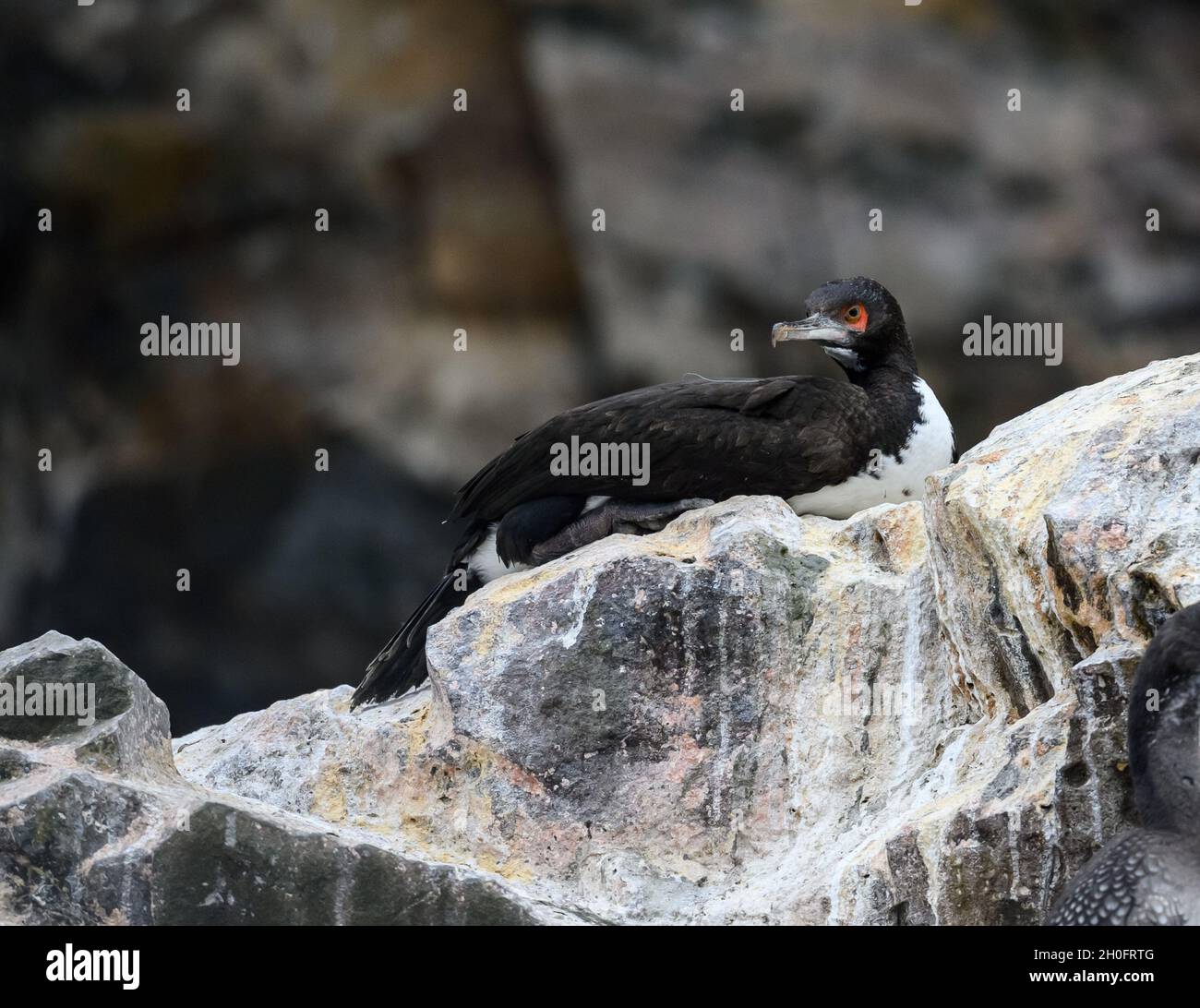 A Guanay Cormorant (Leucocarbo bougainvillii) resting on rocks. Lima, Peru, South America. Stock Photo