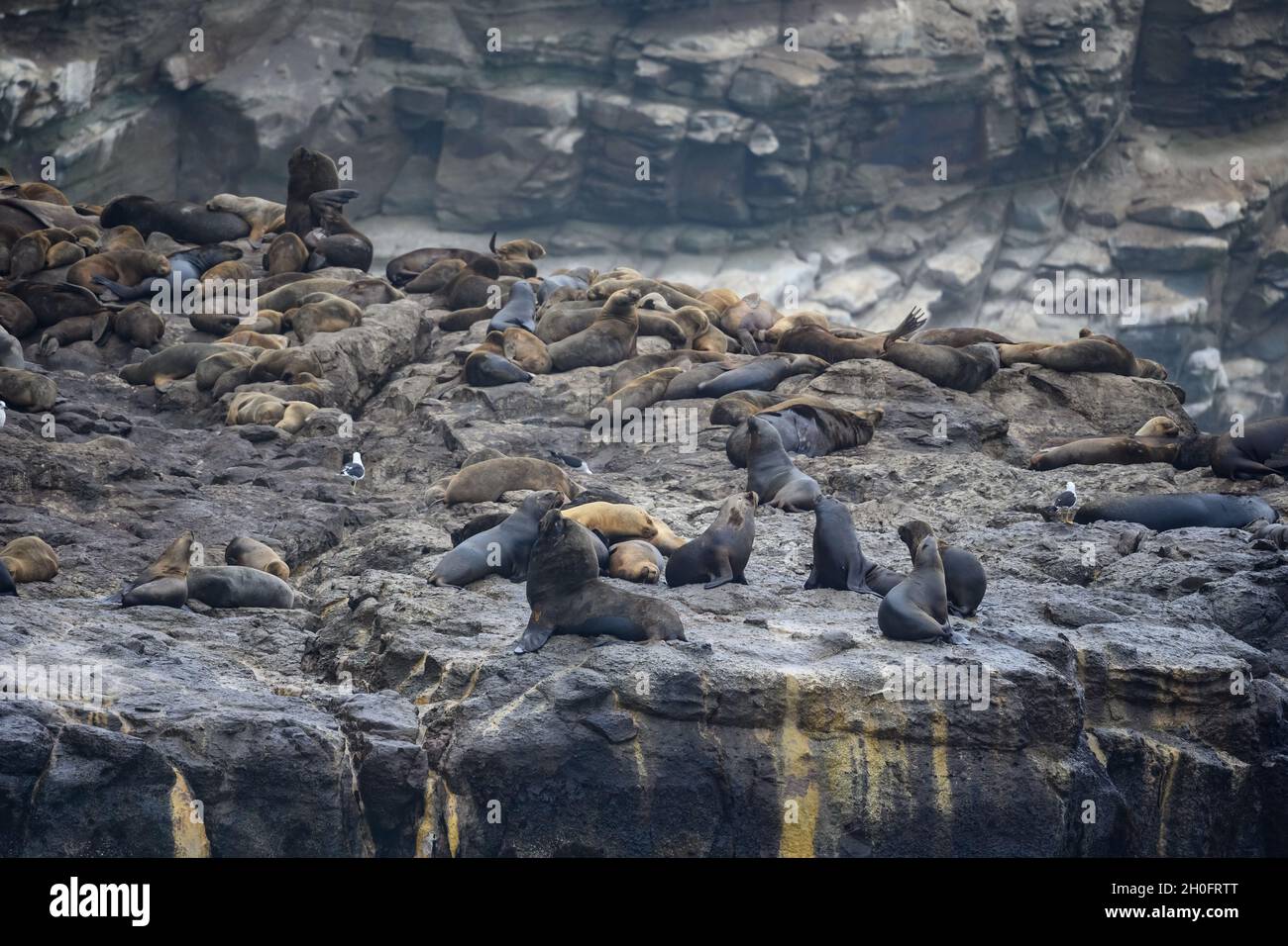 Hundreds of South American sea lions (Otaria flavescens) rest on rocky coast. Lima, Peru, South America. Stock Photo