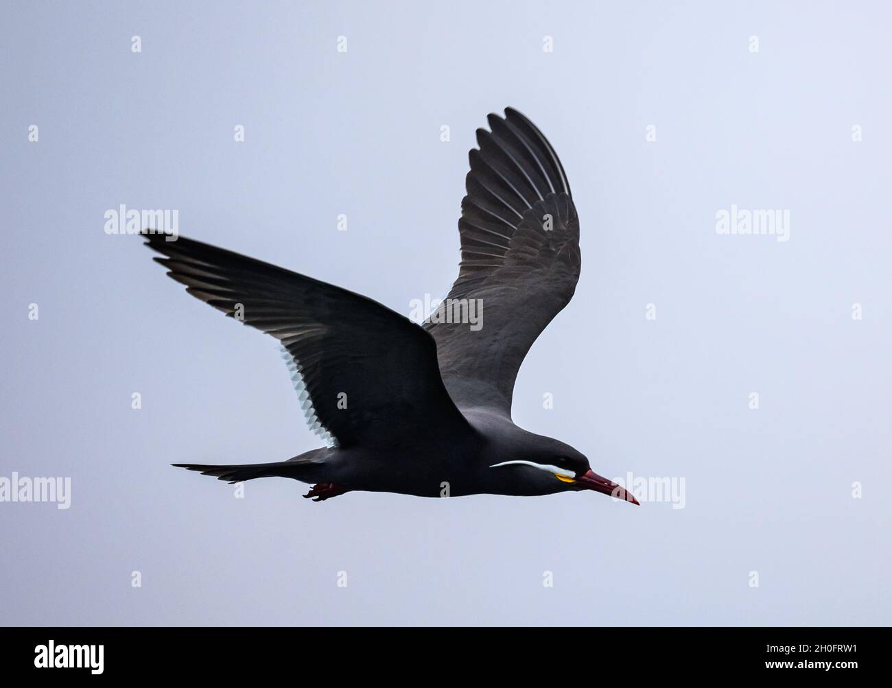 Colorful Inca Tern (Larosterna inca) in flight near Peruvian coast. Lima, Peru, South America. Stock Photo