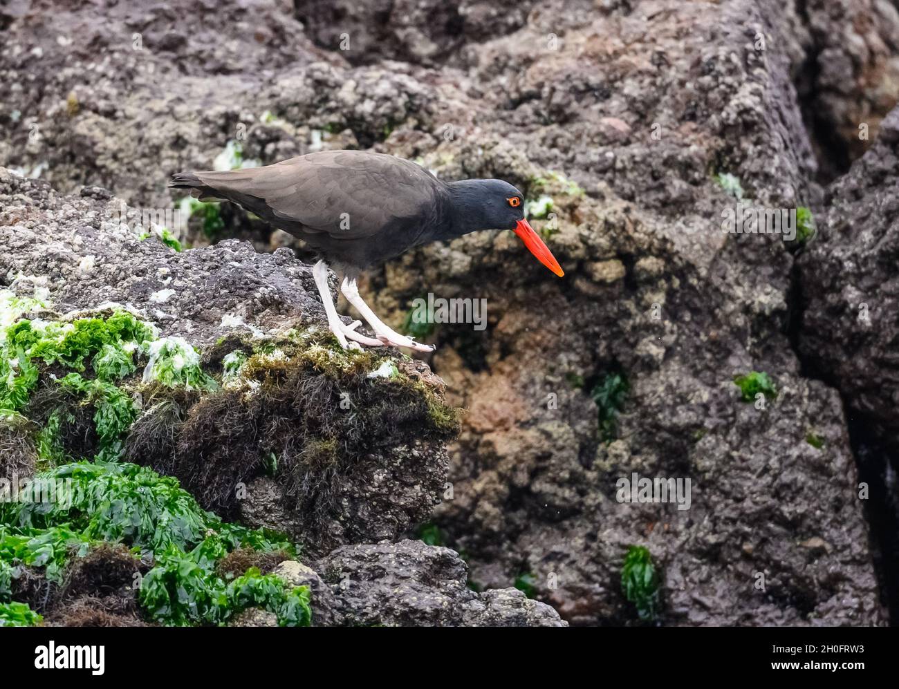 A Blackish Oystercatcher (Haematopus ater) foraging along rocky coast. Lima, Peru, South America. Stock Photo