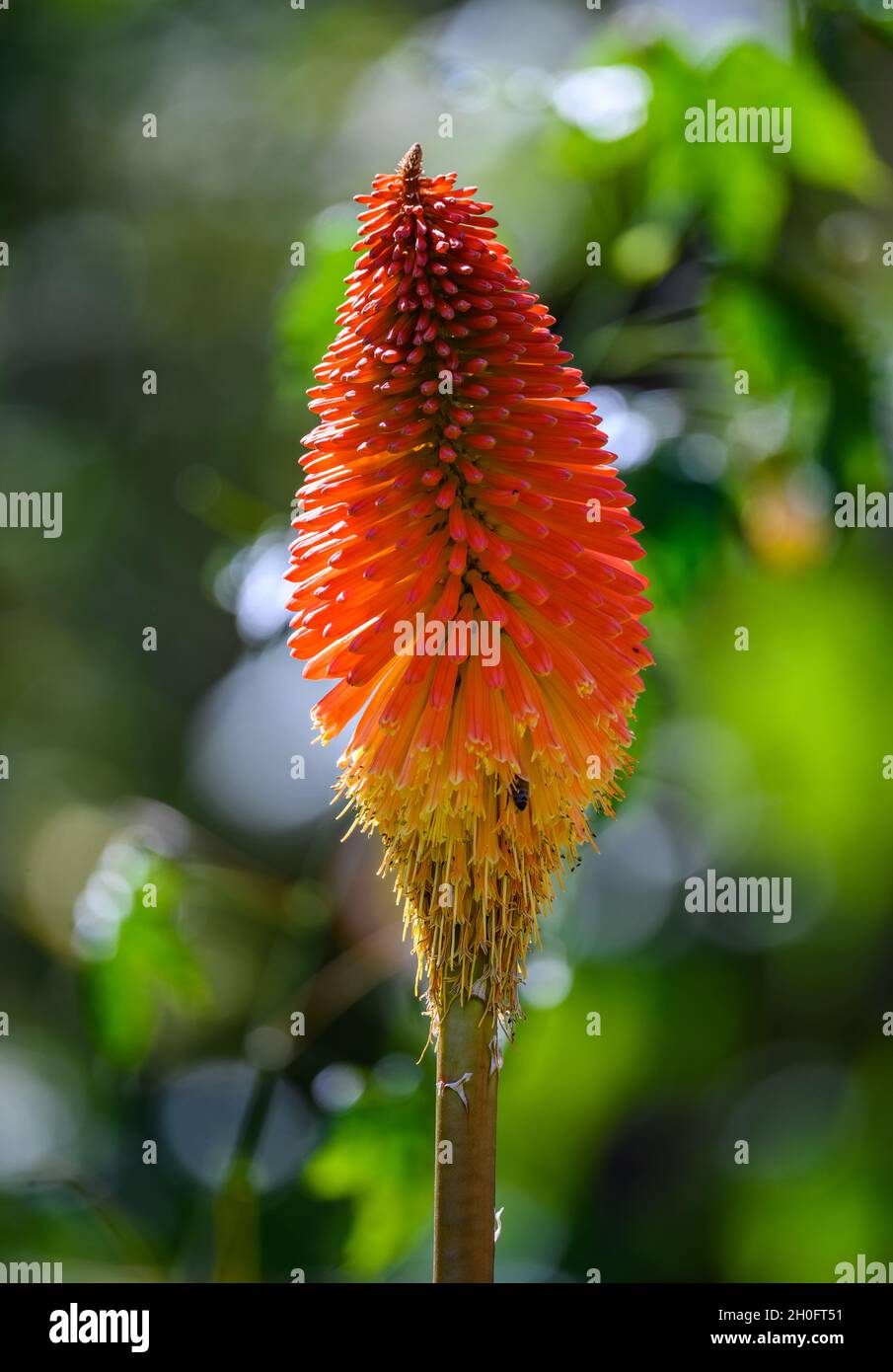 Red hot poker flowers (kniphofia rooperi) in full bloom. Cuzco, Peru