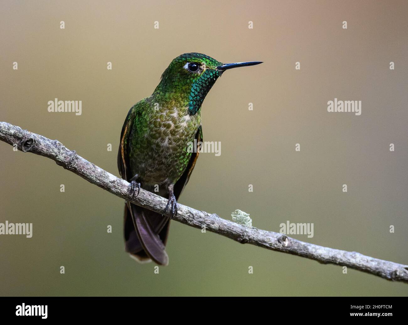 A Tyrian Metaltail (Metallura tyrianthina) hummingbird with shinning green plumge perched on a branch. Cuzco, Peru, South America. Stock Photo