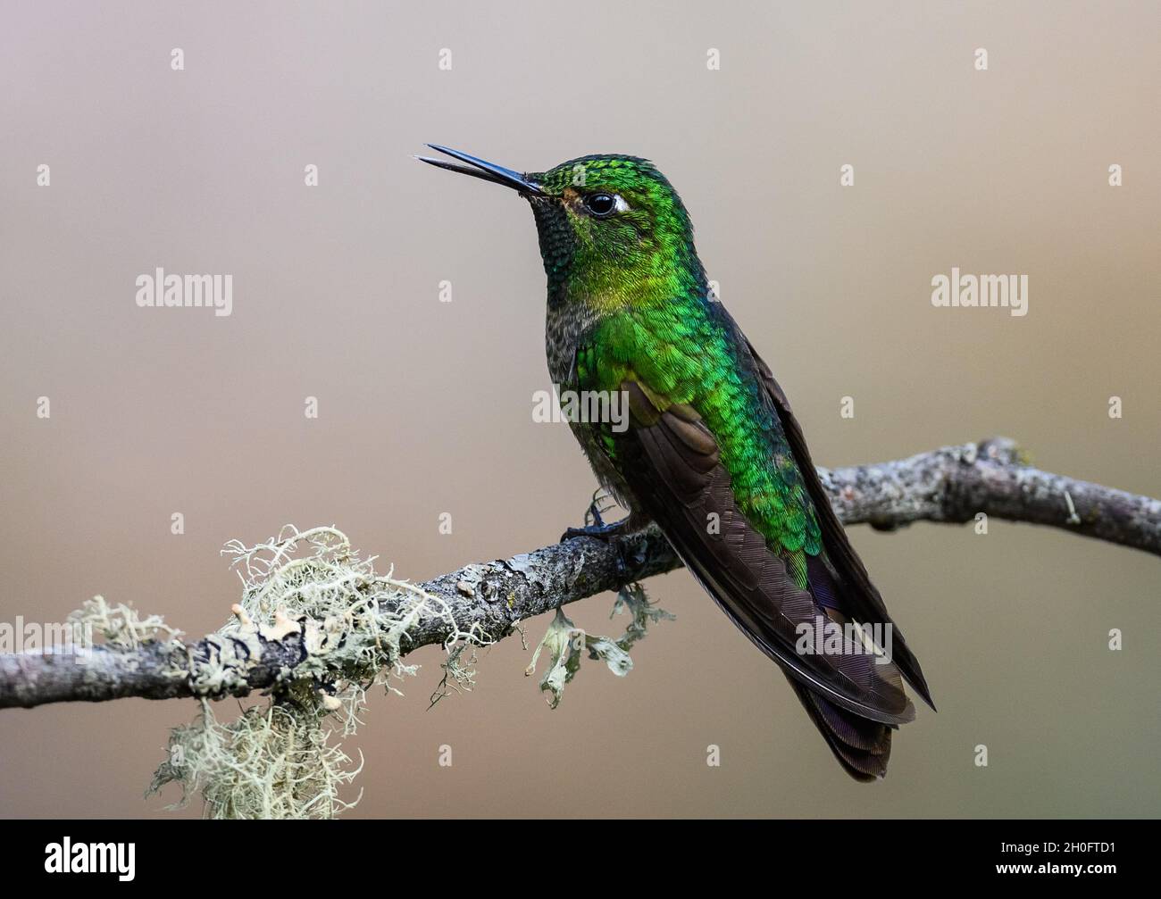 A Tyrian Metaltail (Metallura tyrianthina) hummingbird with shinning green plumge perched on a branch. Cuzco, Peru, South America. Stock Photo