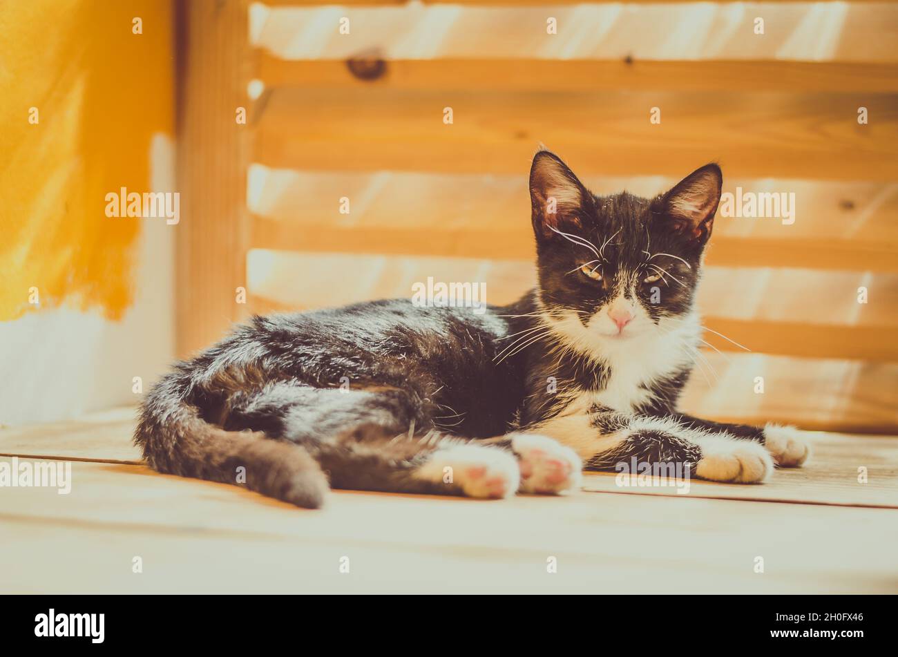 adorable black and white cat lying Stock Photo - Alamy