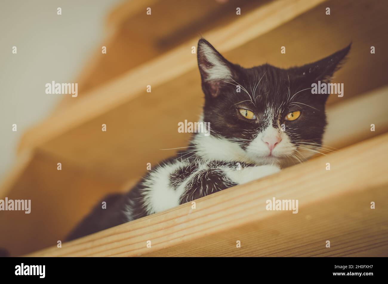 adorable black and white cat lying on stairs Stock Photo - Alamy