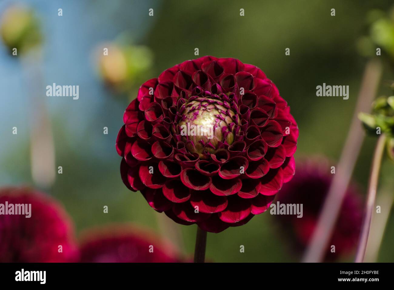 Selective focus shot of beautiful red dahlia Stock Photo