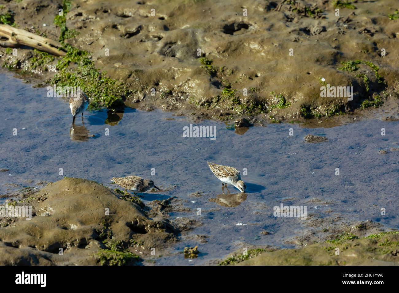 Least Sandpiper, Calidris minutilla, and Western Sandpiper, Calidris mauri, foraging at low tide in Billy Frank Jr. Nisqually National Wildlife Refuge Stock Photo