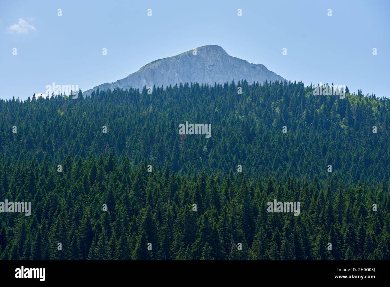 Dense coniferous forest and mountain peak in Montenegro Stock Photo