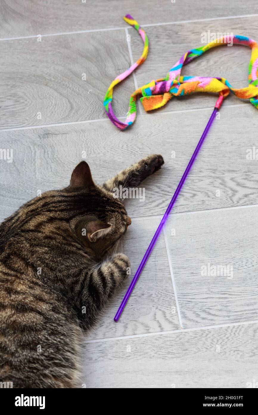 Fun image as playful cat stalks a toy on the floor next to it, creating a unique diagonal composition, shot from above. Stock Photo