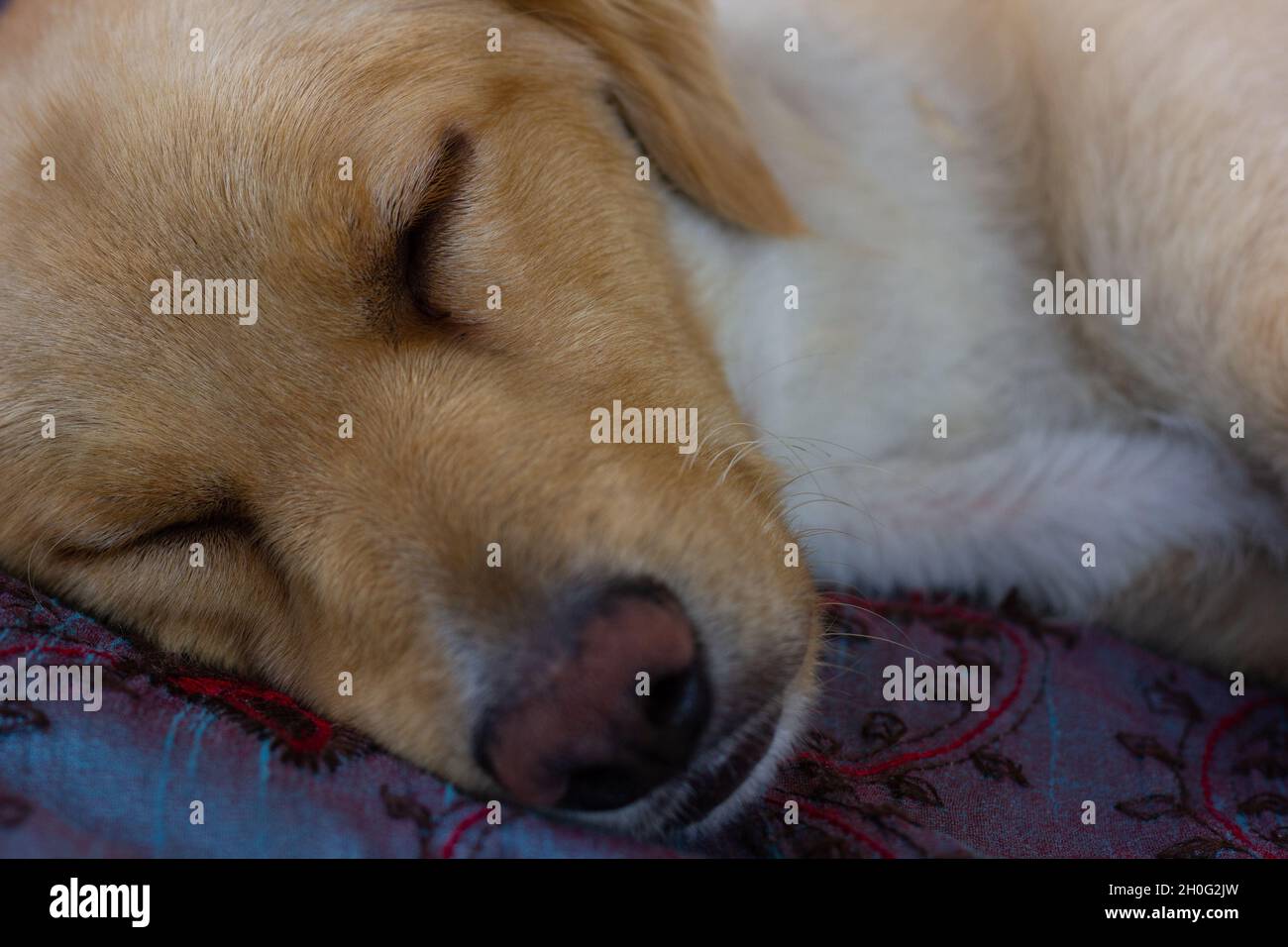 Closeup of golden retriever puppy sleeping on bed Stock Photo - Alamy